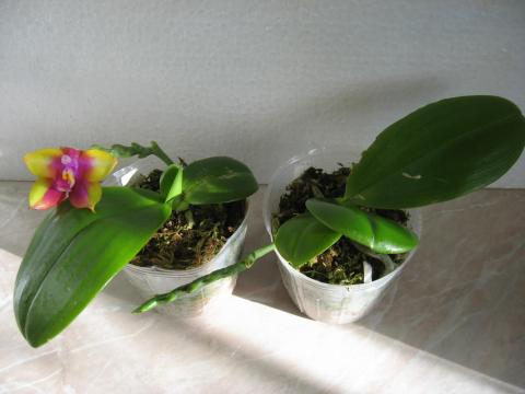 шайнинг орхидс орхидеи 009.JPG