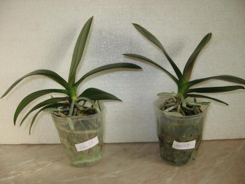 шайнинг орхидс орхидеи 003.JPG