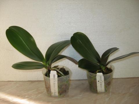 шайнинг орхидс орхидеи 007.JPG