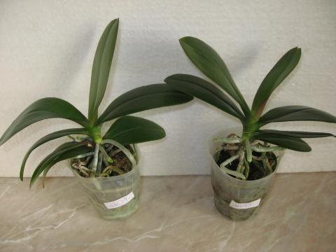 шайнинг орхидс орхидеи 004.JPG