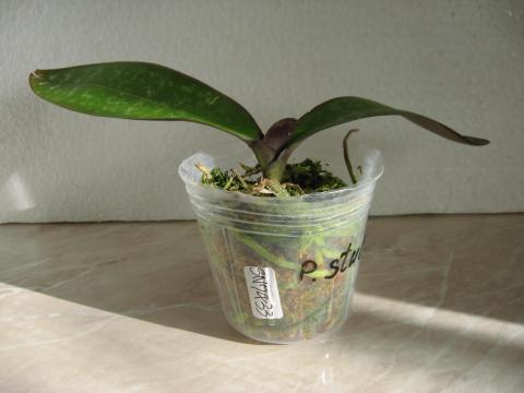 шайнинг орхидс орхидеи 014.JPG