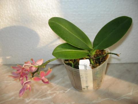 шайнинг орхидс 016.JPG