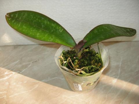 шайнинг орхидс орхидеи 013.JPG