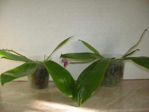 шайнинг орхидс орхидеи 006.JPG