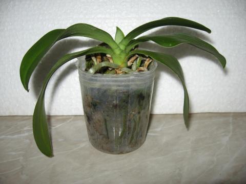 шайнинг орхидс орхидеи 018.JPG