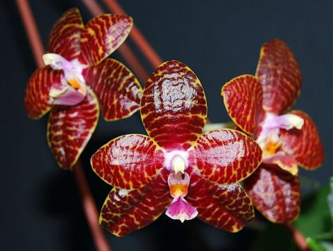 242_Phal_Red_Jaguar11_800.jpg