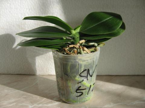 шайнинг орхидс орхидеи 015.JPG