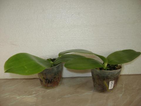 шайнинг орхидс орхидеи 002.JPG