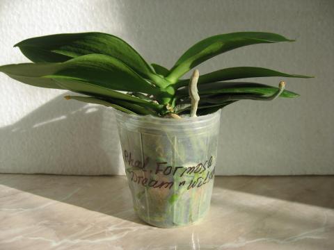 шайнинг орхидс орхидеи 016.JPG