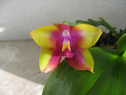 шайнинг орхидс орхидеи 010.JPG