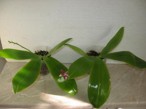 шайнинг орхидс орхидеи 005.JPG