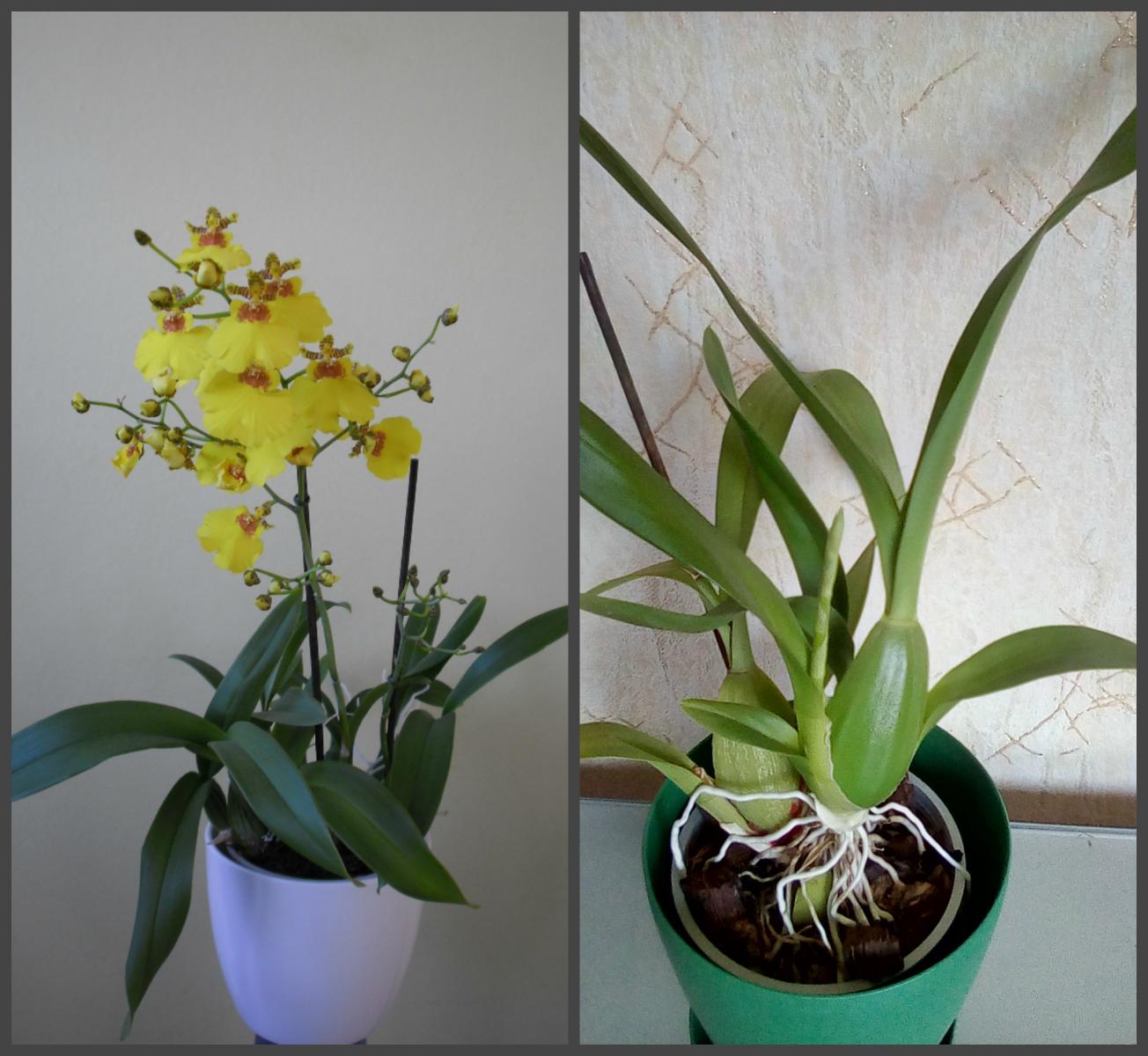 Орхидея онцидиум псевдобульба