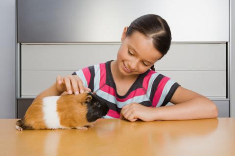 guinea pig28.jpg