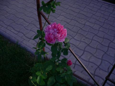 пионовидная роза вьющаяся 2012.JPG