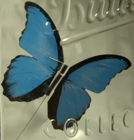 butterfly_in_the_jar_1_1316205074.jpg
