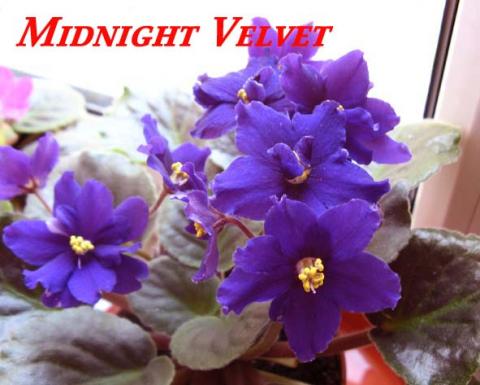 Midnight Velvet.jpg