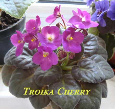 Troika Cherry 1.jpg