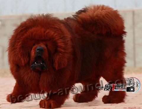 Tibetan-Mastiff.jpg