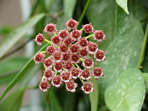 Hoya gracilis-08-06-24-1.JPG