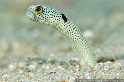 marine eel.jpg
