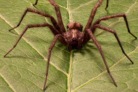 spider (Medium).png