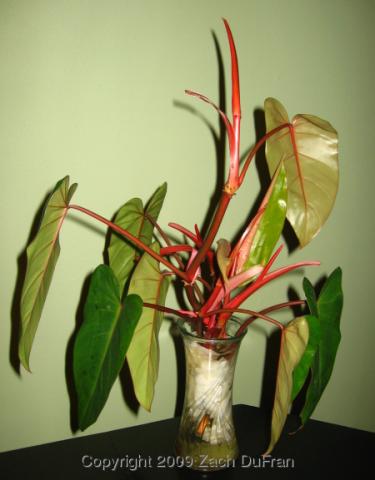 PhilodendronerubescensRedEmerald.jpg