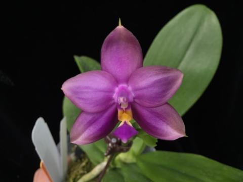 Phal.Yaphon The Hulk.jpg