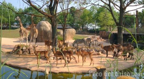 cumiana_zoom_torino_serengeti_sito.jpg