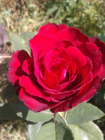 роза аригато 1.jpg