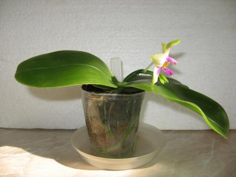 мои орхидеи Шайнинг 027.JPG