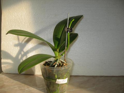мои орхидеи Шайнинг 057.JPG