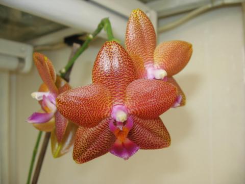 мои орхидеи Шайнинг 016.JPG