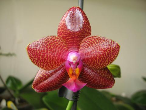 мои орхидеи Шайнинг 014.JPG