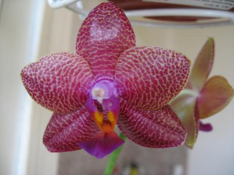 мои орхидеи Шайнинг 033.JPG