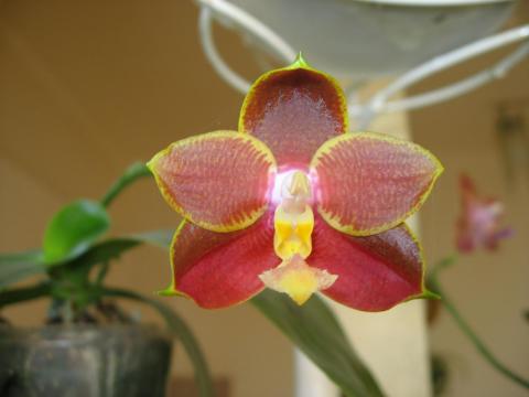 мои орхидеи Шайнинг 037.JPG