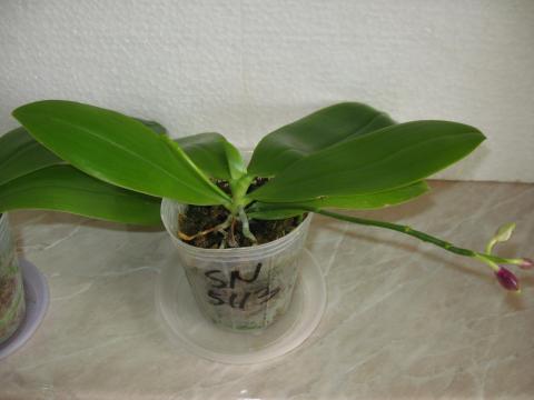 мои орхидеи Шайнинг 022.JPG