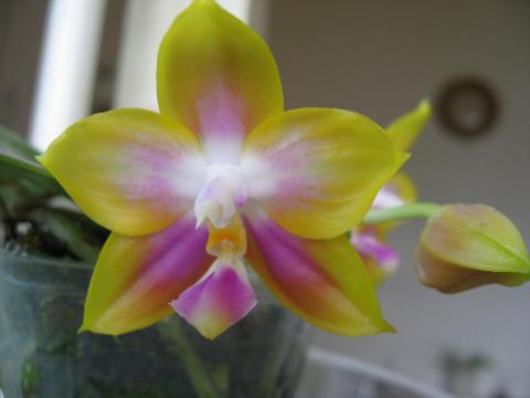 мои орхидеи Шайнинг 005.JPG