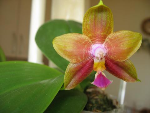мои орхидеи Шайнинг 036.JPG