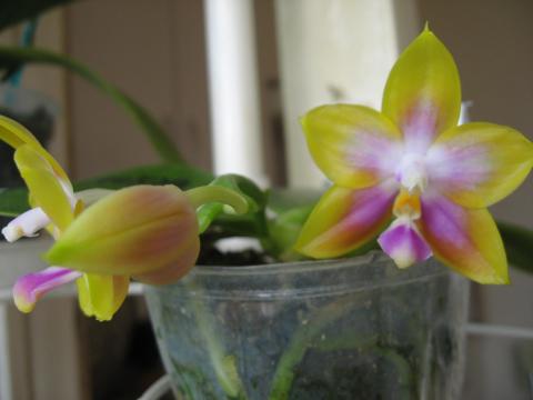 мои орхидеи Шайнинг 004.JPG