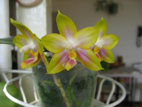 мои орхидеи Шайнинг 035.JPG