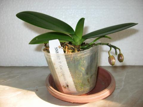 мои орхидеи Шайнинг 025.JPG