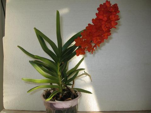 мои орхидеи Шайнинг 051.JPG