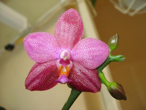 мои орхидеи Шайнинг 013.JPG