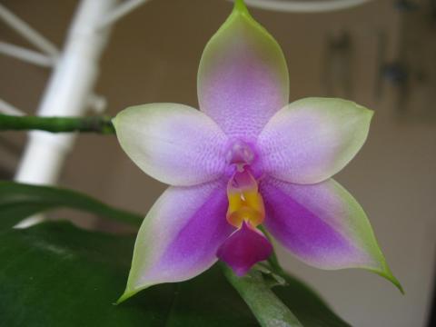мои орхидеи Шайнинг 001.JPG