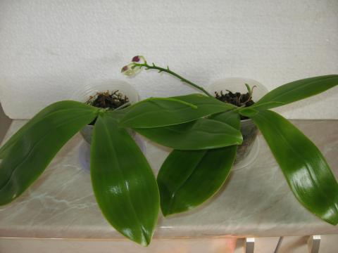 мои орхидеи Шайнинг 018.JPG
