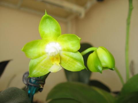 мои орхидеи Шайнинг 043.JPG