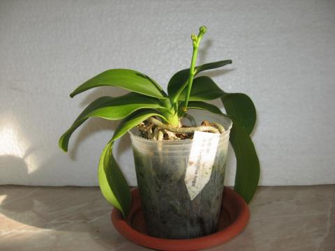 мои орхидеи Шайнинг 030.JPG