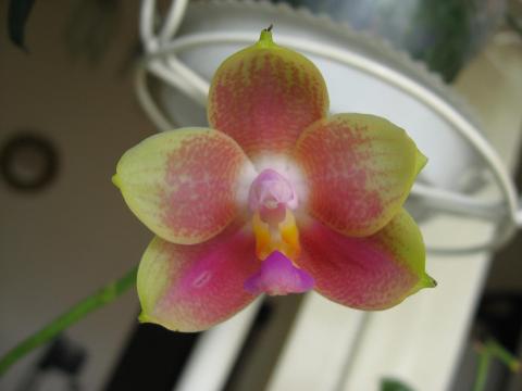 мои орхидеи Шайнинг 009.JPG