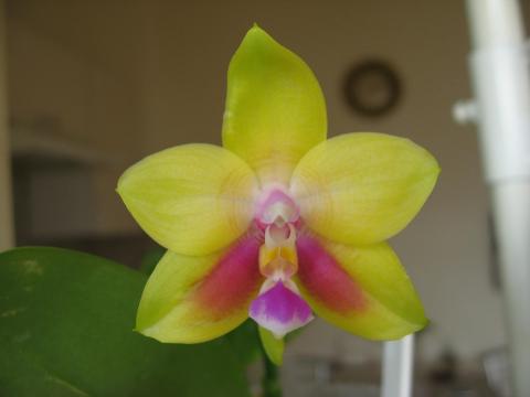 мои орхидеи Шайнинг 003.JPG