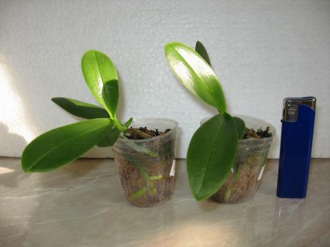 мои орхидеи Шайнинг 032.JPG